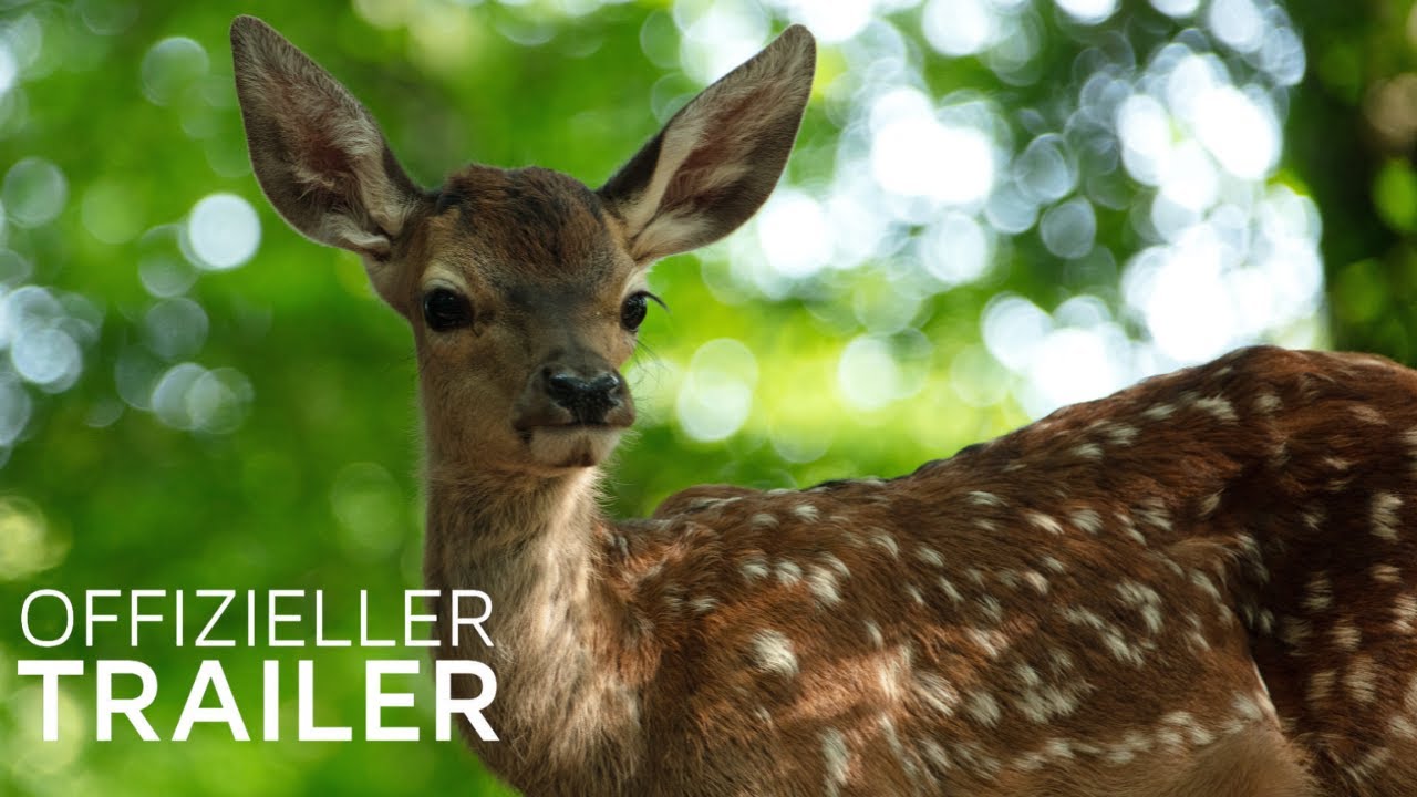 die DVD und ein Überraschungs-Kochbuch zum Heimkinostart von “BAMBI”