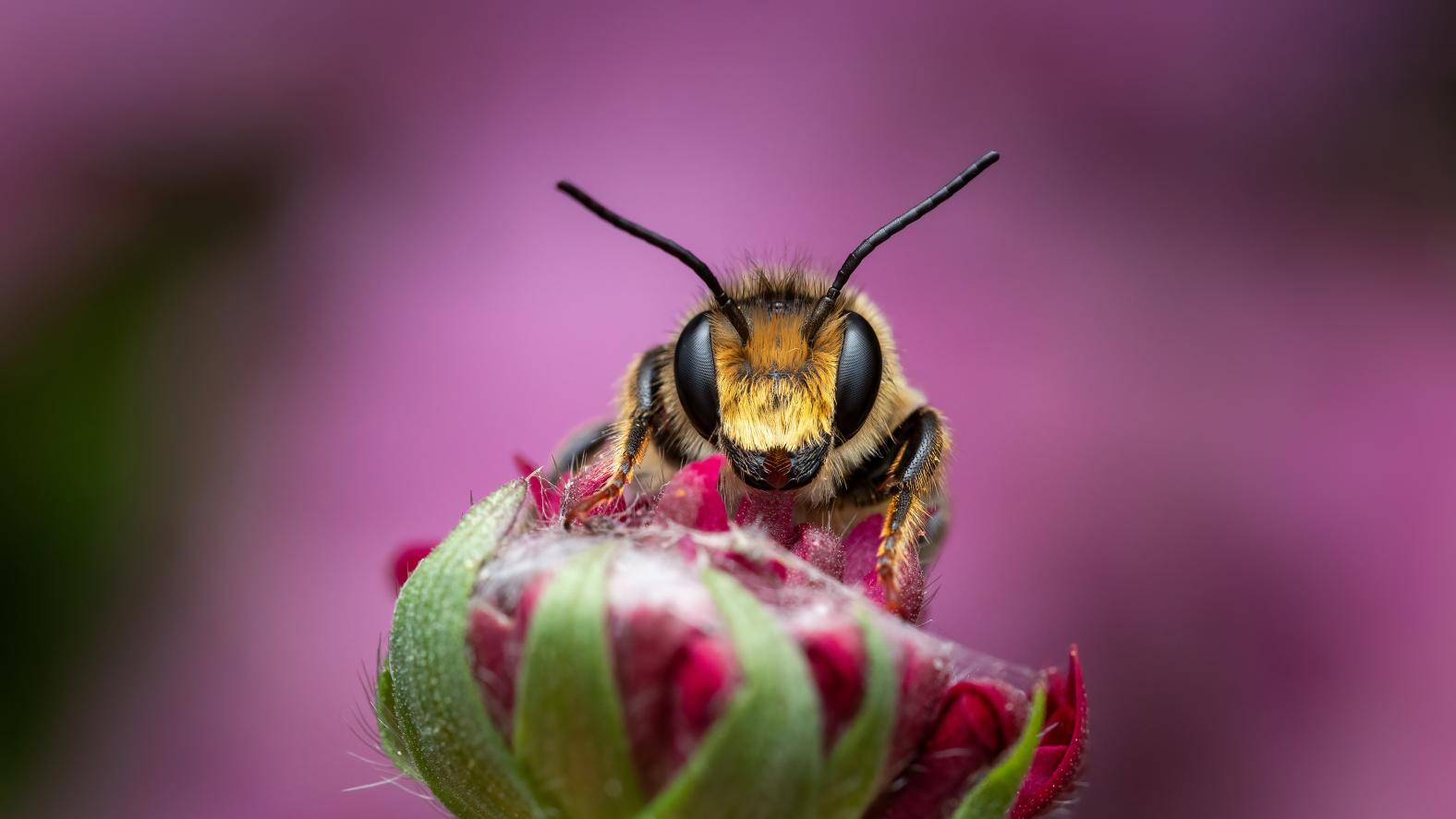 wir tolle Überraschungspakete von bienen&natur und Deutsches Bienen-Journal