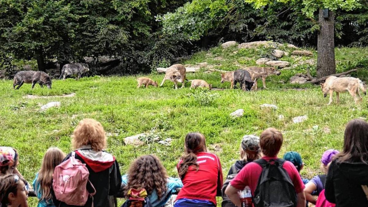 5 × Familientageskarten (2 Erwachsene + 2 Kinder) für den Wildpark Bad Mergentheim